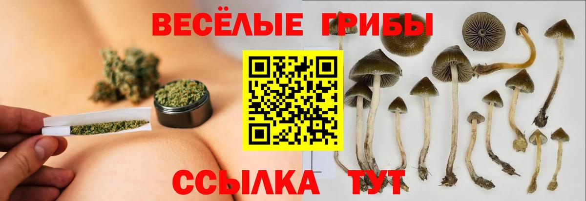 Калининград  Псилоцибиновые грибы прущие грибы  Вход с VPN 